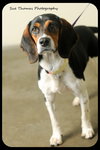 Dottie