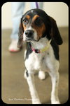 Dottie