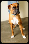 Diesel