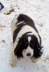 Miss Molly
