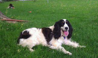 Miss Molly