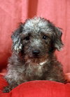 Stanley