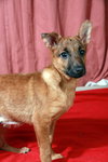 Mojo-Puppy