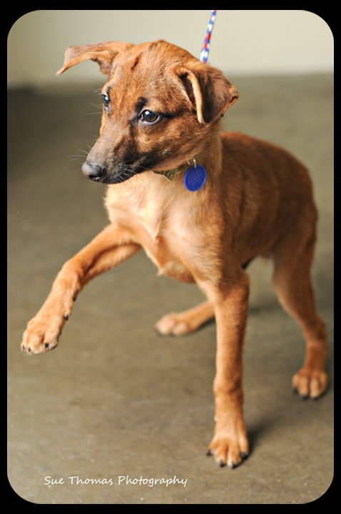 Mojo-Puppy