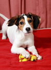 Franklin-Puppy