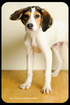 Franklin-Puppy
