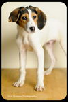 Franklin-Puppy