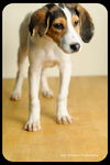 Franklin-Puppy