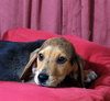 Huey-Puppy