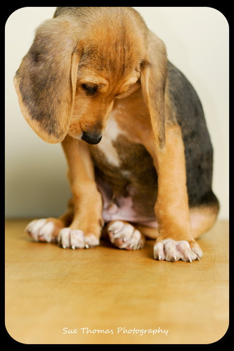 Huey-Puppy