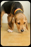 Huey-Puppy