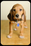 Huey-Puppy