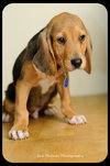 Huey-Puppy