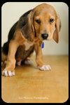 Huey-Puppy