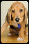 Huey-Puppy