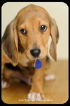 Huey-Puppy