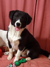 Maverick-Puppy