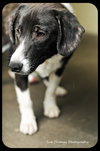 Maverick-Puppy