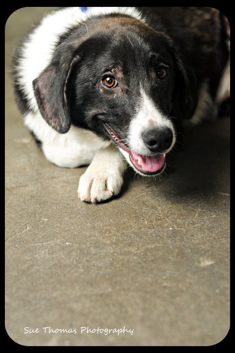 Maverick-Puppy