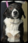 Maverick-Puppy