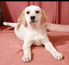 Rosie-Puppy