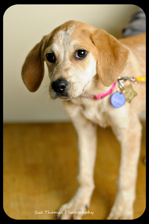 Rosie-Puppy