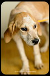 Rosie-Puppy