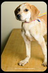Rosie-Puppy