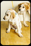 Rosie-Puppy