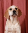 Bessie-Puppy