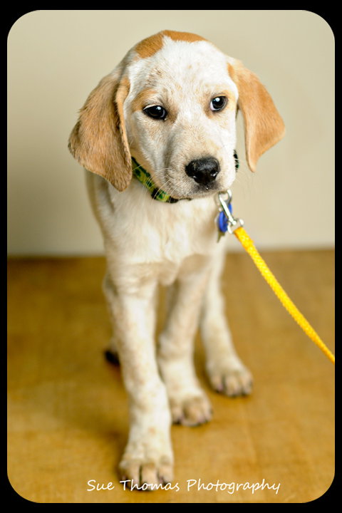 Bessie-Puppy