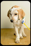 Bessie-Puppy
