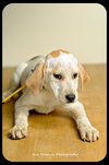 Bessie-Puppy