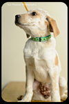 Bessie-Puppy
