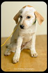 Bessie-Puppy
