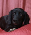 Starlight-Puppy