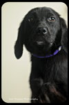 Starlight-Puppy
