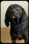 Starlight-Puppy