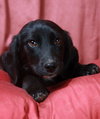 Stella-Puppy