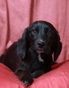 Stella-Puppy