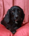 Stella-Puppy