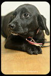 Stella-Puppy