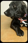 Stella-Puppy