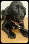 Stella-Puppy