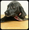 Stella-Puppy