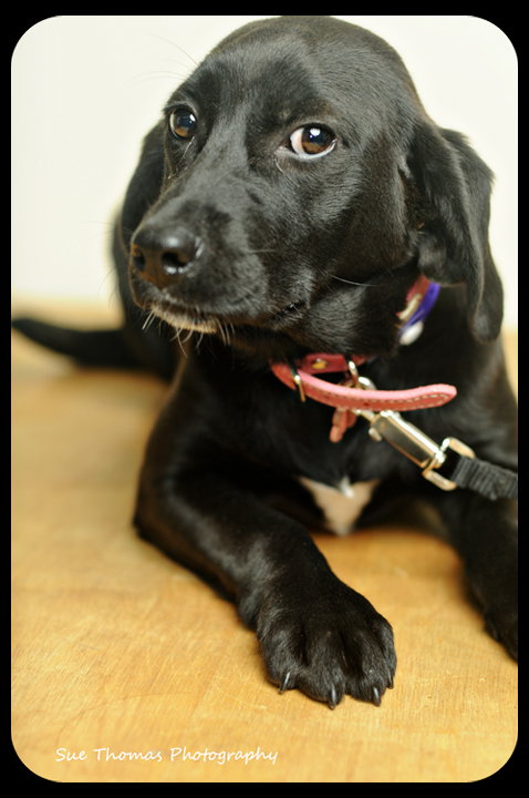 Stella-Puppy