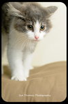 Kitten 3