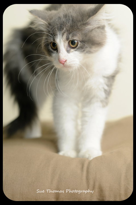 Kitten 3