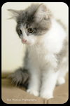 Kitten 3