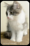 Kitten 3
